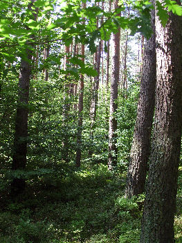 Wald bei Beerenbusch